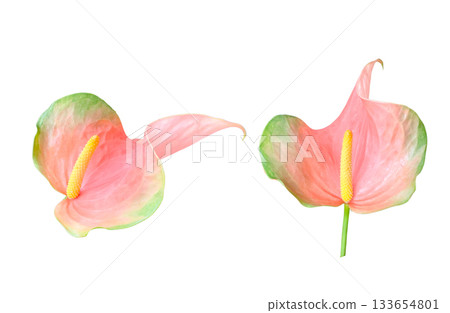 Red Anthurium flower isolated with clipping path 133654801