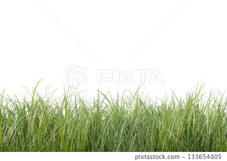Line of grass blades isolated with clipping path 133654805