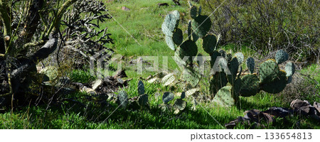 Prickly Pear Cactus Sonora Desert Arizona 133654813