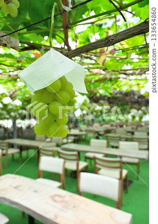Shine Muscat grapes from Shirane Grape Garden (Niigata Prefecture) Shine Muscat grapes from Shirane Grape Garden (Niigata Prefecture) 133654860