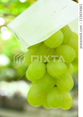 來自白根葡萄園（新潟縣）的 Shine Muscat 葡萄 133654861