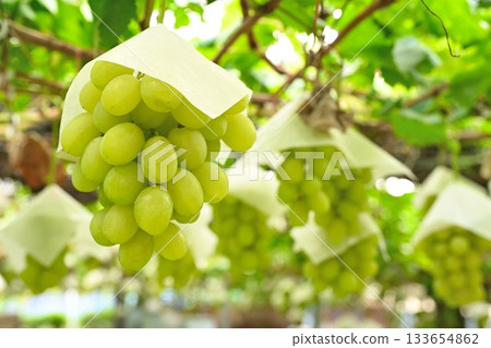 來自白根葡萄園（新潟縣）的 Shine Muscat 葡萄 133654862