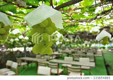 來自白根葡萄園（新潟縣）的 Shine Muscat 葡萄 133654865