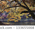 Autumn leaves reflected on the water 133655008