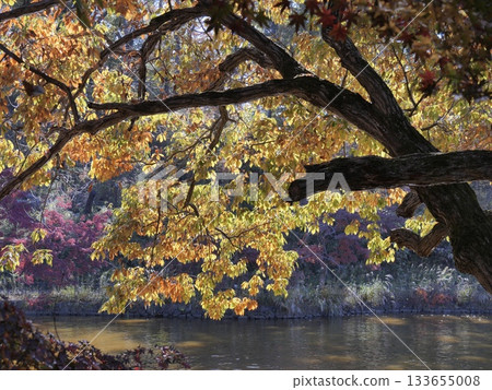 秋葉倒映在水面上 133655008