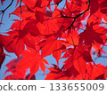 Bright red autumn leaves 133655009