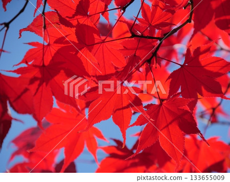 Bright red autumn leaves Bright red autumn leaves 133655009