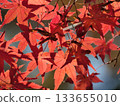 Bright red autumn leaves 133655010