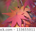 Bright red autumn leaves 133655011