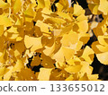 Golden ginkgo leaves 133655012
