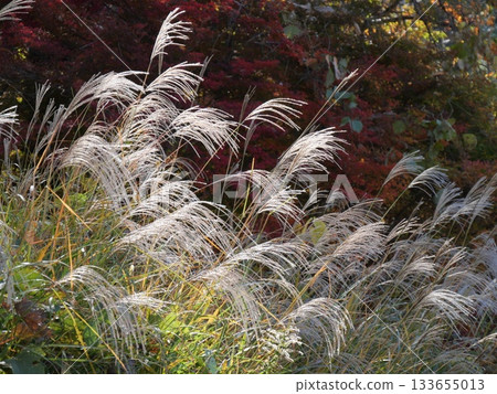 The autumn sunny shin Suki 133655013