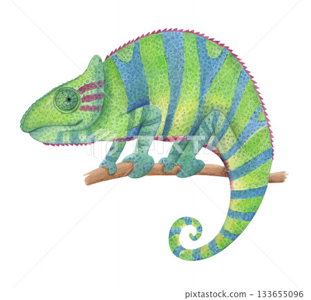 Watercolor colorful chameleon on branch isolated on white. Tropical animal clipart for wildlife designs and decorative prints. Watercolor colorful chameleon on branch isolated on white. Tropical animal clipart for wildlife designs and decorative prints. 133655096