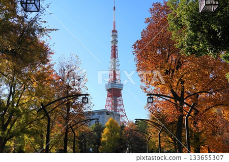 泛黃的鵝掌楸樹葉和東京塔,11月,港區2301號,白天的東京塔和泛黃的鵝掌楸樹葉 泛黃的鵝掌楸樹葉和東京塔,11月,港區2301號,白天的東京塔和泛黃的鵝掌楸樹葉 133655307