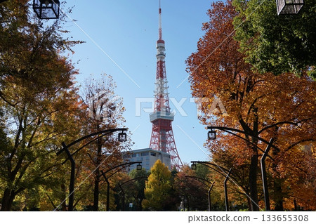Yellowing tulip tree leaves and Tokyo Tower, November, Minato Ward 2302 Tokyo Tower and yellowing tulip tree leaves in the daytime 133655308