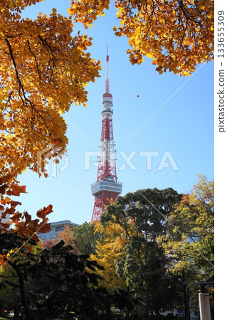 Yellowing tulip tree leaves and Tokyo Tower, November, Minato Ward 2303 Tokyo Tower and yellowing tulip tree leaves in the daytime 133655309