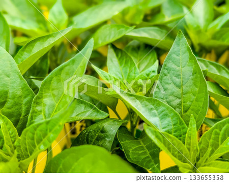 Bell pepper leaves and seedlings Bell pepper leaves and seedlings 133655358