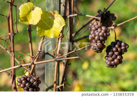 Autumn Pinot Noir from the Munot vineyard in the Schaffhausen region. Schaffhausen, Switzerland Autumn Pinot Noir from the Munot vineyard in the Schaffhausen region. Schaffhausen, Switzerland 133655359