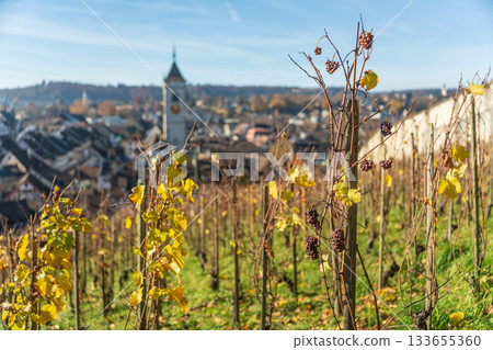 View of the old town of Schaffhausen through the Munot vineyards in autumn. Schaffhausen, Switzerland 133655360
