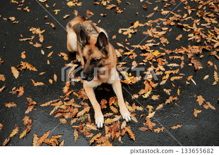 German Shepherd lying on dark wet asphalt covered with scattered oak leaves after autumn rain. Outdoor dog portrait in fall season 133655682