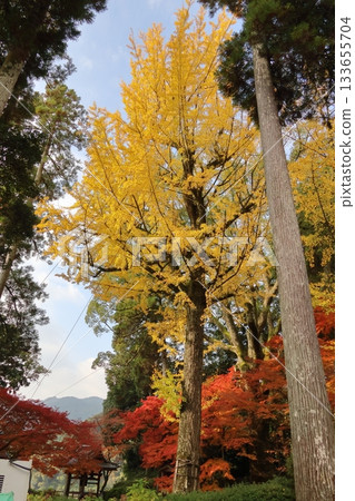 Autumn leaves at Daikozenji Temple in Kiyama Town, Saga Prefecture 133655704