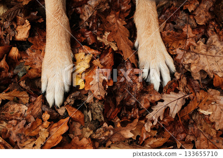 Close-up of red German Shepherd paws resting on dry autumn leaves, highlighting the texture of fur and foliage Close-up of red German Shepherd paws resting on dry autumn leaves, highlighting the texture of fur and foliage 133655710
