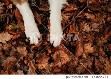 Detailed shot of Australian Shepherd dog white paws on fallen leaves, soft autumn light creating warm tones Detailed shot of Australian Shepherd dog white paws on fallen leaves, soft autumn light creating warm tones 133655711