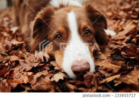Close-up portrait of brown Australian Shepherd lying on fallen leaves, showing gentle eyes and relaxed mood. Outdoor dog portrait in fall season Close-up portrait of brown Australian Shepherd lying on fallen leaves, showing gentle eyes and relaxed mood. Outdoor dog portrait in fall season 133655717