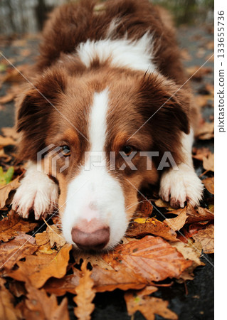 Close view of Australian Shepherd resting its head on dry leaves in autumn forest, calm and thoughtful expression. Outdoor dog portrait in fall season 133655736