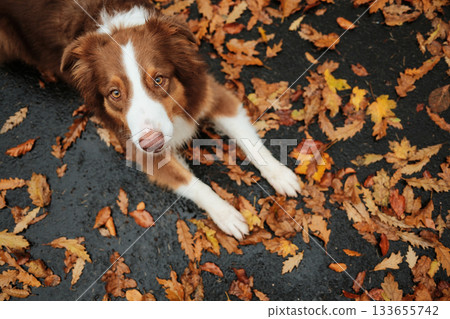 Brown and white Australian Shepherd lying on wet asphalt covered with colorful autumn leaves, looking up with gentle eyes. Outdoor dog portrait in fall season 133655742