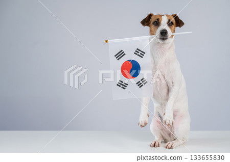 Jack Russell Terrier dog holding South Korea flag on white background. Copy space.  133655830