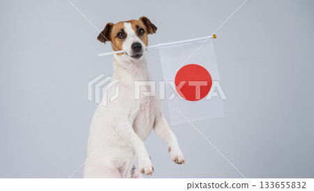 Jack Russell Terrier dog holding a Japanese flag on a white background. Jack Russell Terrier dog holding a Japanese flag on a white background. 133655832