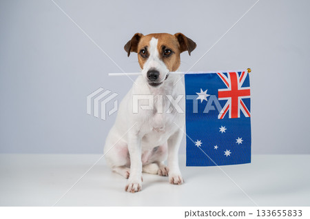 Jack Russell Terrier Dog Holding Australian Flag.  133655833