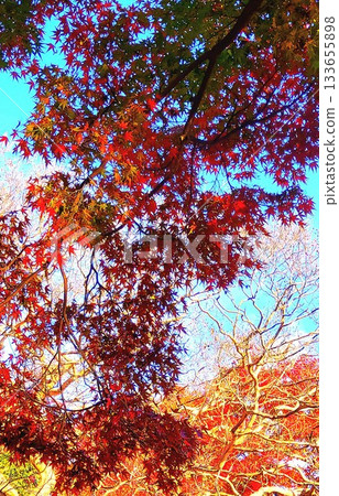 Maple leaves which turned red leaves 133655898