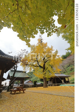Ginkgo trees at Ayabe Hachiman Shrine in Miyaki Town, Saga Prefecture 133656110