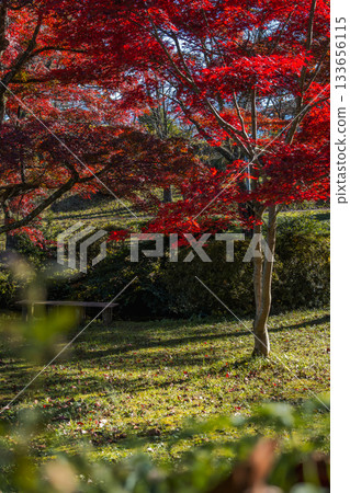 秋葉鮮紅的樹蔭下,公園長椅靜靜佇立。 秋葉鮮紅的樹蔭下,公園長椅靜靜佇立。 133656115