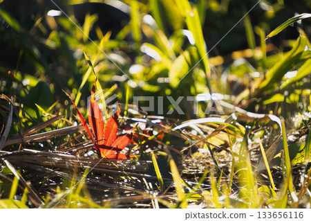A single red autumn leaf shining among the grass A single red autumn leaf shining among the grass 133656116