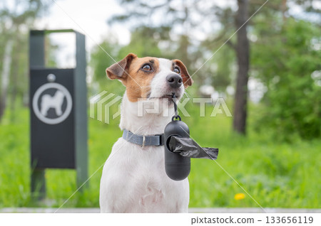 Adorable Dog with Waste Bag Ready for a Walk.  133656119