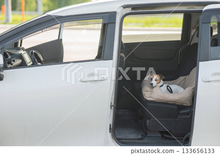 Jack Russell Terrier Dog in a Special Car Seat. Jack Russell Terrier Dog in a Special Car Seat. 133656133