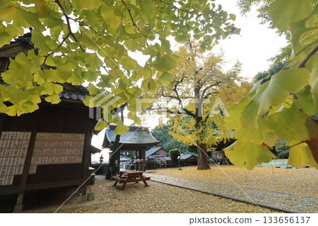 佐賀郡三燒町綾部八幡神社的銀杏樹 佐賀郡三燒町綾部八幡神社的銀杏樹 133656137