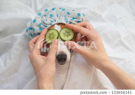 Dog spa. Woman places cucumbers on Jack Russell Terrier's eyes. Dog spa. Woman places cucumbers on Jack Russell Terrier's eyes. 133656141