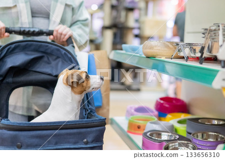 A woman is shopping at a pet store with her Jack Russell Terrier dog in a stroller. A woman is shopping at a pet store with her Jack Russell Terrier dog in a stroller. 133656310