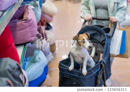 A woman is shopping at a pet store with her Jack Russell Terrier dog in a stroller. 133656311