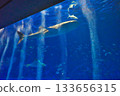 whale shark swimming in aquarium 133656315