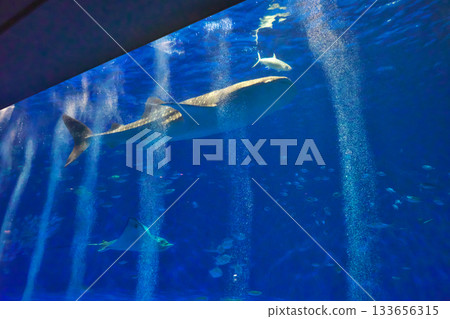 鯨鯊在水族館游泳 133656315