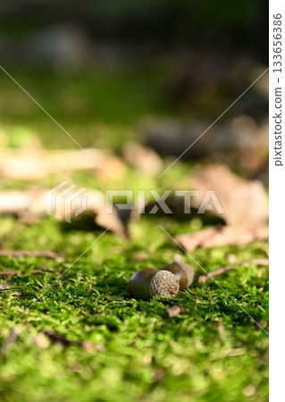 咖啡花園和橡子 133656386