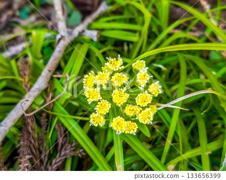 spring yellow spring yellow 133656399