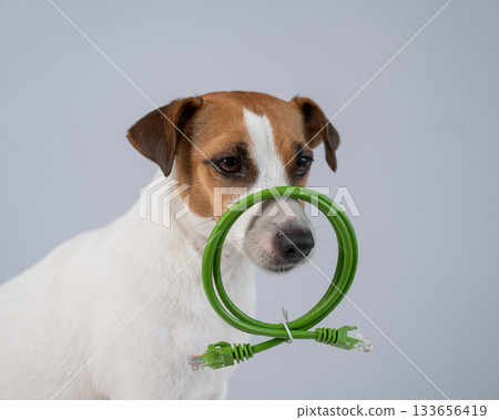 Jack Russell Terrier Dog Holding Internet Wire. Jack Russell Terrier Dog Holding Internet Wire. 133656419