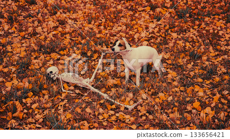 Jack Russell Terrier Dog Dragging Human Skeleton Through Autumn Park.  133656421