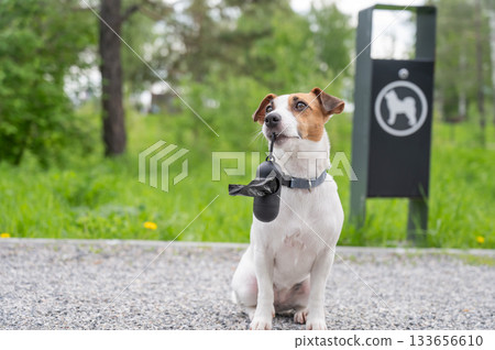 Adorable Dog with Waste Bag Ready for a Walk.  133656610
