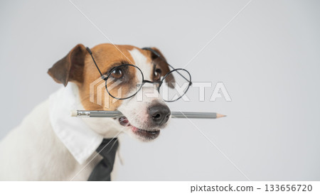 Business dog jack russell terrier holds pencil in mouth. Business dog jack russell terrier holds pencil in mouth. 133656720